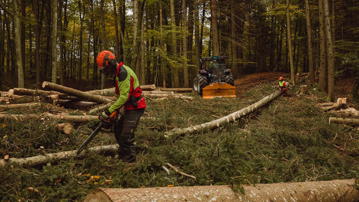 Maître d'apprentissage tronçonnant un arbre avec son apprenti.