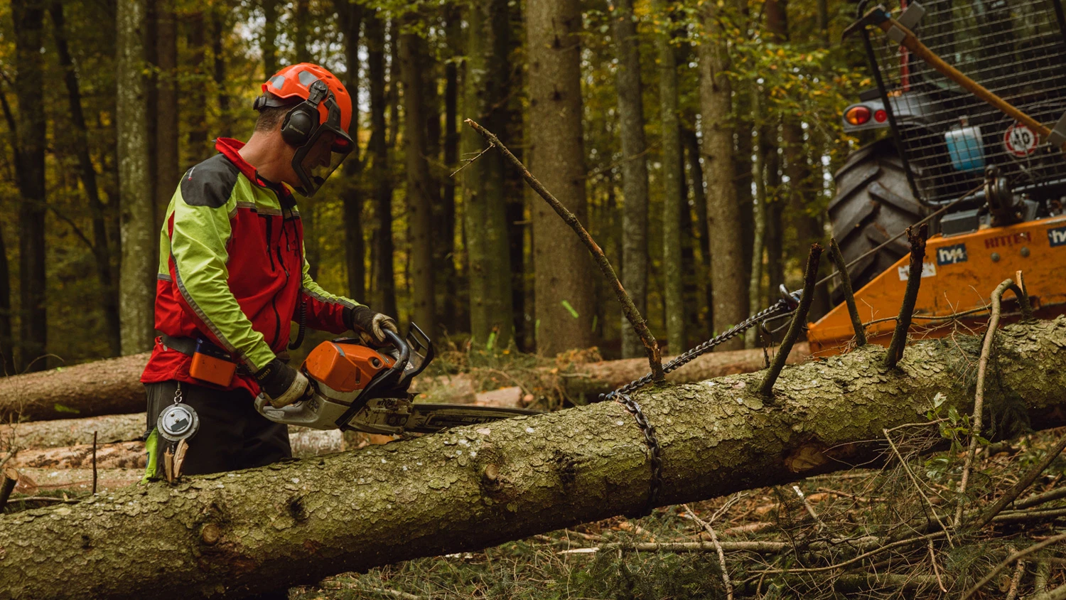 Jeune apprenti tronçonnant les branches d'un arbre déjà coupé.