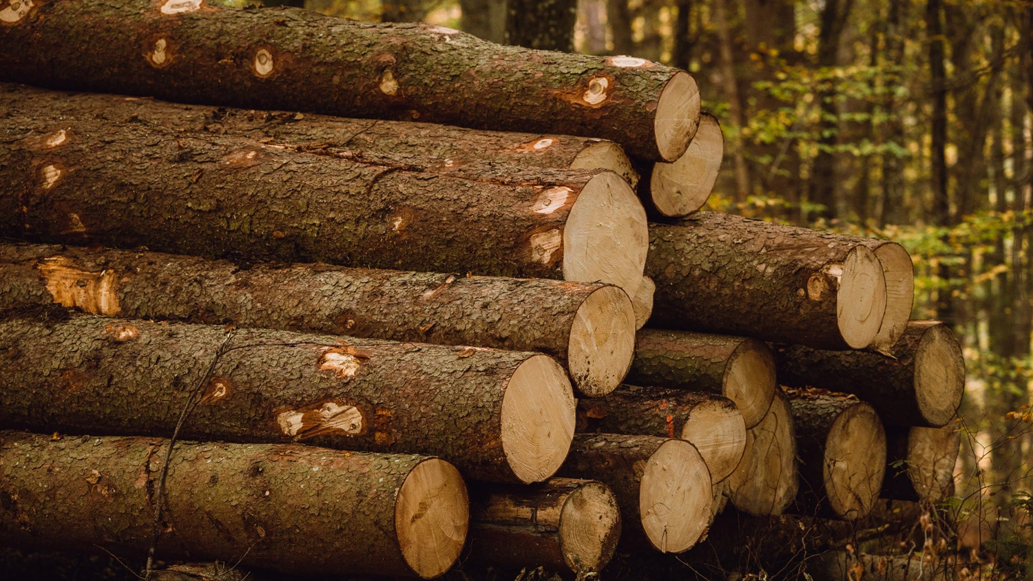 Plusieurs troncs d'arbre empilés les uns sur les autres.