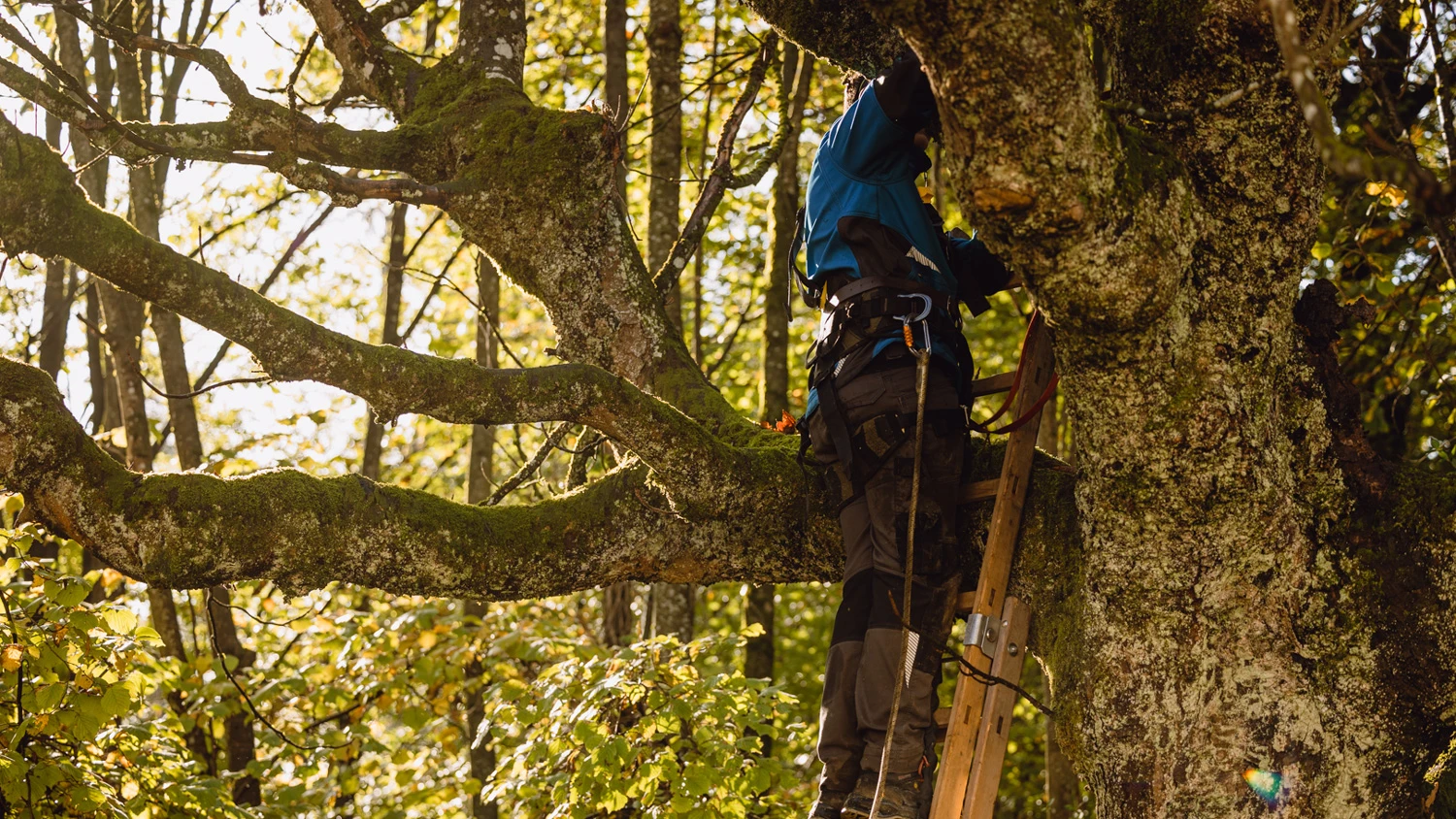 Jeune apprenti coupant les branches d'un arbre.